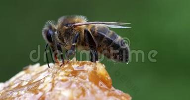 欧洲蜂蜜蜂，蜜蜂蜜蜂，黑蜂采摘蜂蜜，生活在诺曼底，实时
